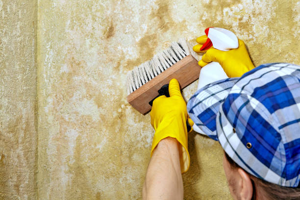 Trusted Monticello, IL Mold Removal Experts