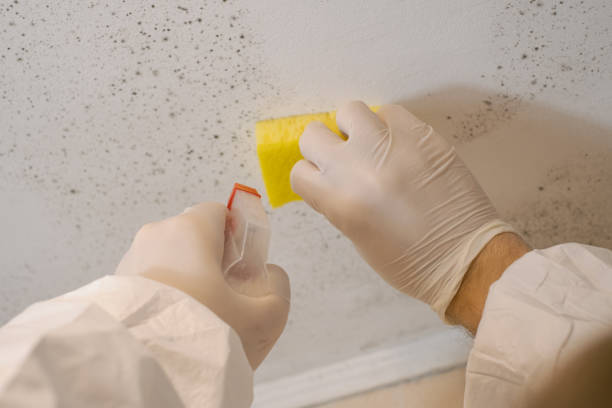 Best Mold Removal for HVAC Installations  in Monticello, IL