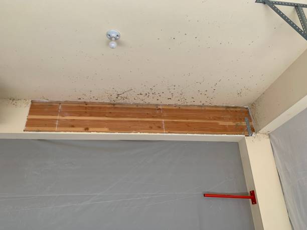 Best Attic Mold Removal  in Monticello, IL