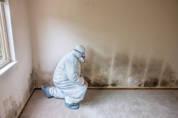 Best Biohazard Mold Removal  in Monticello, IL