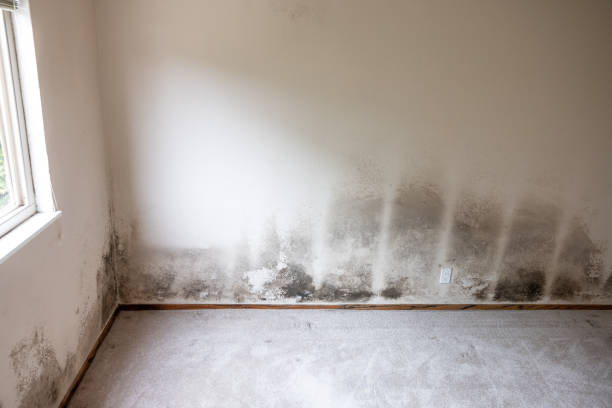 Best Mold Damage Restoration  in Monticello, IL